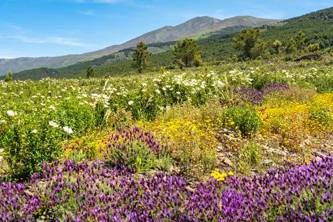 Explosion of multi-coloured flowers in an idyllic mountain landscape in spring 写真素材
