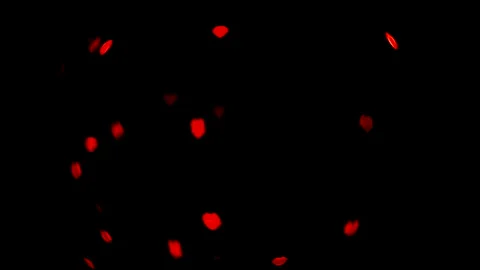 Explosion of red hearts on black background Stock Footage 144631044
