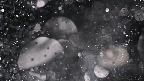 An explosion of sparkling dust. Splash of shiny particles on a black background. Vídeo Stock 269708021