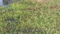 Explosion of Tadpole's HD Footage