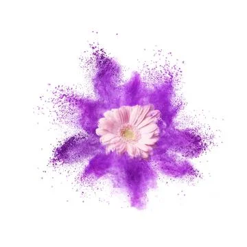 Explosion of ultraviolet powder and pink gerbera flower on a white background Stock Illustration