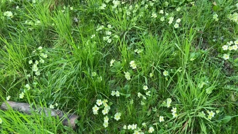 Explosion of wild primroses. Stock Footage 236170883