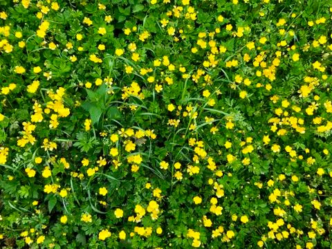 Explosion of yellow buttercups Stock Photos