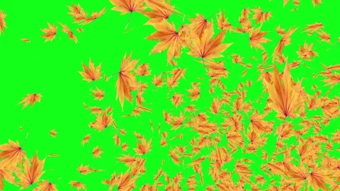 Explosive autumn falling leaves  , green screen chroma key editable background Stock Footage 109170235