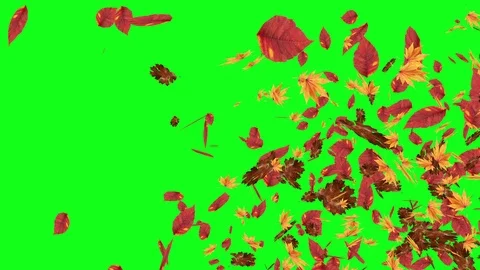 Explosive autumn falling leaves  , green screen chroma key editable background Stock Footage 109170366