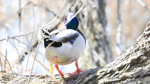 Explosive eversion of corkscrew mallard duck penis Stock Footage 104991629