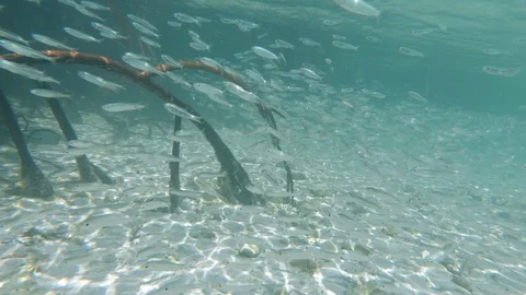 Explosive Motion of Tropical Fish Vídeos de archivo 100793160