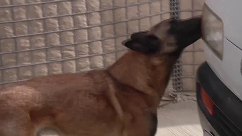 Explosives detection dog sniffing vehicle at Afghanistan Army base Stock Footage 92115654