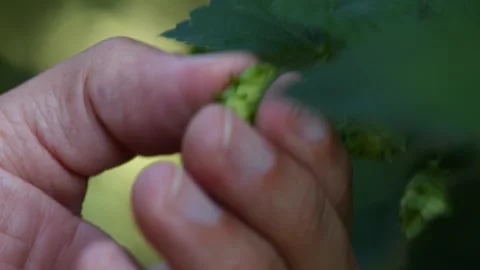 Export Pond5 Stock Footage 148648545