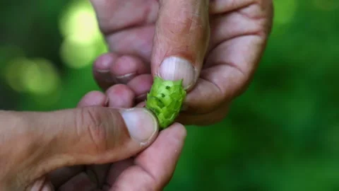 Export Pond5 Stock Footage 148648546