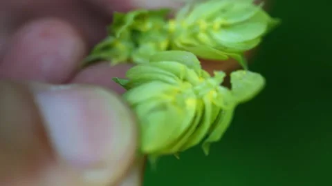 Export Pond5 Stock Footage 148648548