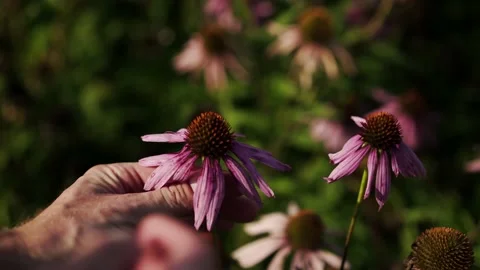 Export Pond5 Stock Footage 148652947