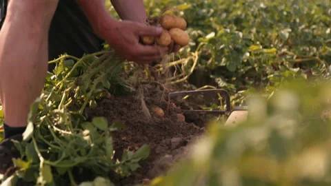 Export Pond5 Stock Footage 149124179