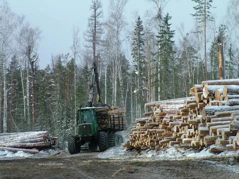 Export of wood Фото