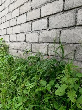 An exposed adobe or cement brick wall with weeds surrounding it. Stock Photos