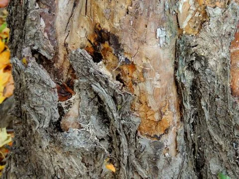 Exposed bark of an old tree Stock Photos