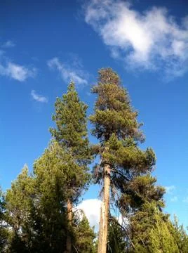 Exposed bark tree Stock Photos