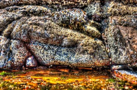 Exposed barnacles on a rock at low tide near pools of salt water Stock Photos