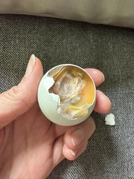 Exposed Chick Embryo In Blue Shell Stock Photos