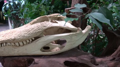 Exposed head of crocodile on pedestal Stock Footage 260366882