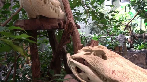 Exposed head of crocodile on pedestal Stock Footage 260366904