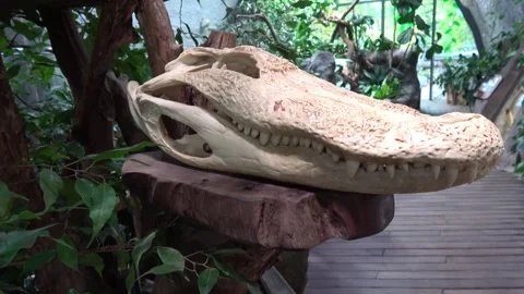 Exposed head of crocodile on pedestal Stock Footage 260366908