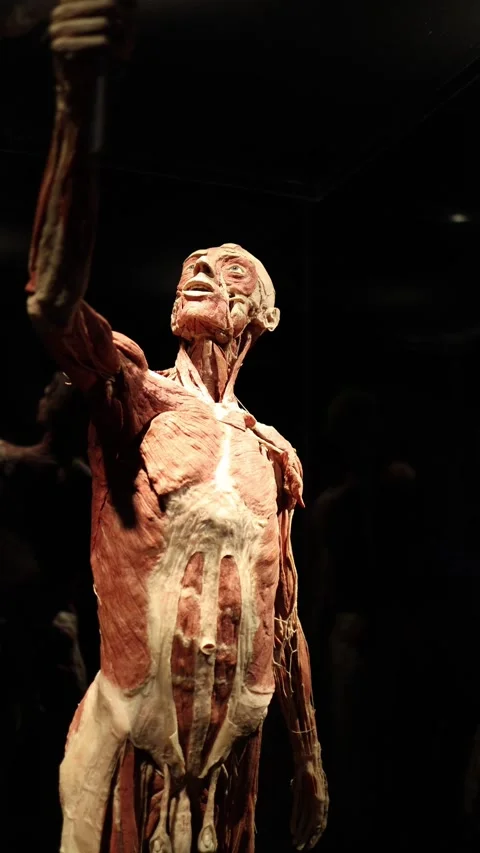 Exposed human anatomy figure 스톡 동영상 331232923