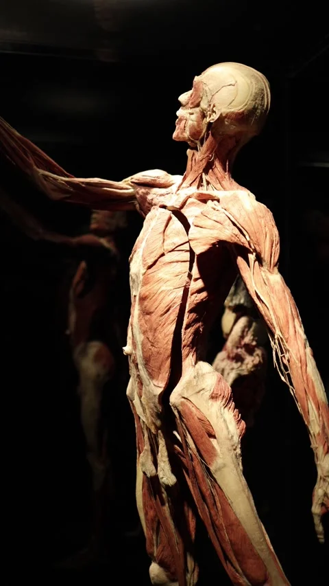 Exposed human muscle system in dark light medical anatomy Stock Footage 331233128