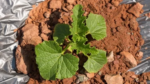 Exposed to intense heat, the once moist vegetables are drying out gradually. Vídeos de archivo 336037092