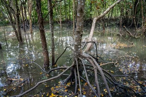 Exposed Mangrove Root System in Krabi Wetland Stock Photos