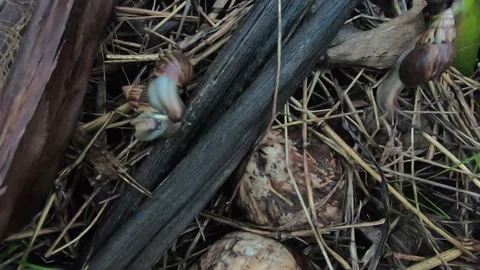 Exposed overhead view of a few African snails Stock Footage 336573834