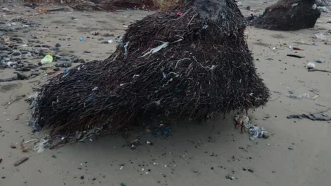 Exposed palm tree roots entangled with plastic pollution on a dirty sandy beach. Stock Footage 337776527