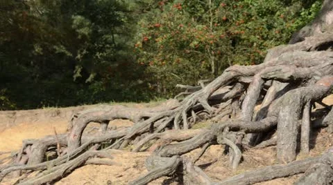 Exposed pine roots on a sand dune Stock Footage 13623514