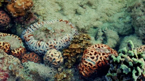 Exposed Reef Community Surrounded by Retreating Seawater Stock Footage 342487324