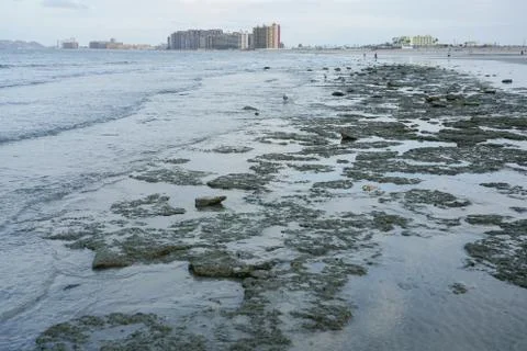 Exposed rocks at low tide. Stock Photos