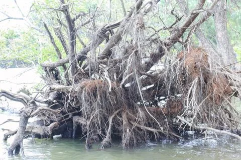 Exposed Root Ball with Red Soil in Lake Water for Erosion Concept Visual Stock Photos