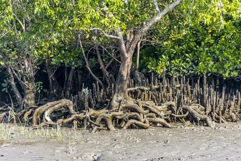 Exposed Root network of Mangrove tree in riverbank of Bangladesh Sundarbans Foto stock