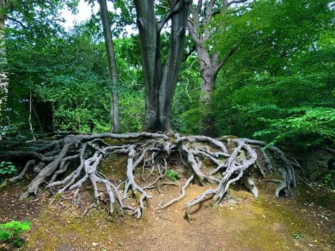The exposed root system of a Oak tree with its roots exposed, on Epping forest Stock Illustration