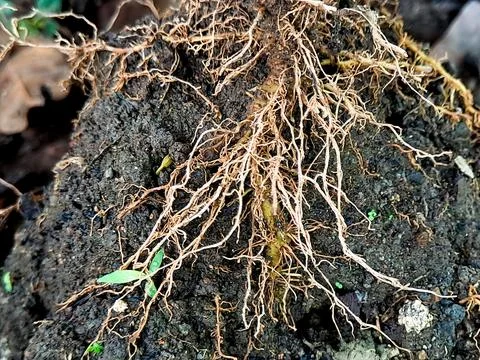 Exposed root system of a plant reveals the intricate network beneath the so.. Stock Photos