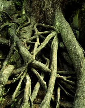 Exposed root system of a tree Stock Photos