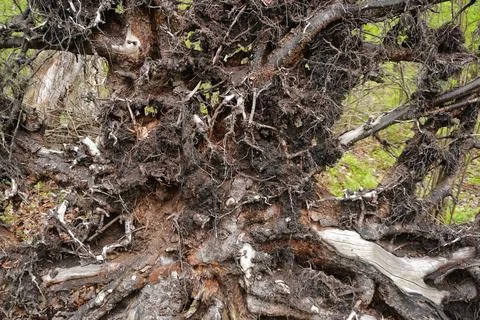 Exposed root system of an upturned tree showcasing intricate patterns of soil 写真素材