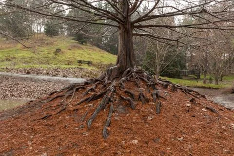 Exposed roots of deciduous tree Stock Photos