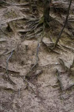 Exposed roots Stock Photos
