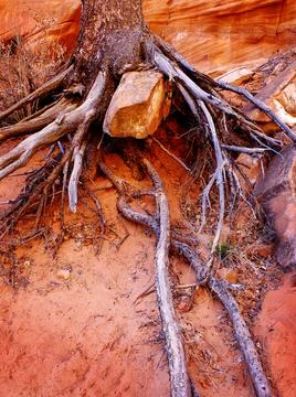 Exposed Roots of Pine Tree Clinging to Ground Big Rock Foto stock