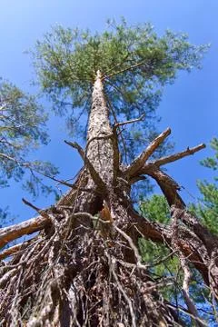 The exposed roots of pine trees against the sky Photos