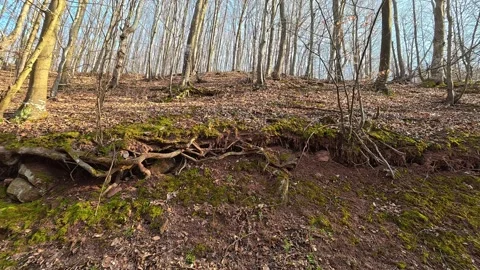 Exposed roots twist through mossy forest floor. Grza River Spring, Serbia Видео 332373946