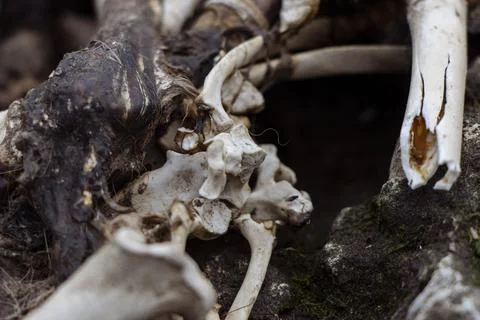 Exposed skeleton and broken bones from a fox carcass Stock Photos