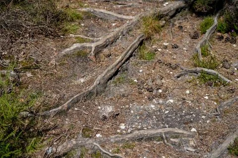 Exposed tree root in a forest floor 库存照片