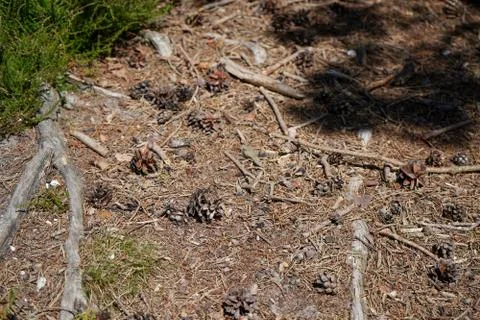 Exposed tree root in a forest floor 스톡 사진