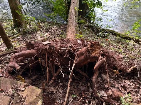 Exposed tree root in a natural environment Stock Photos